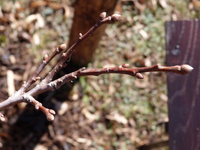 Castanea sativa 'Luteo Variegata' - kaštanovník jedlý - pupen